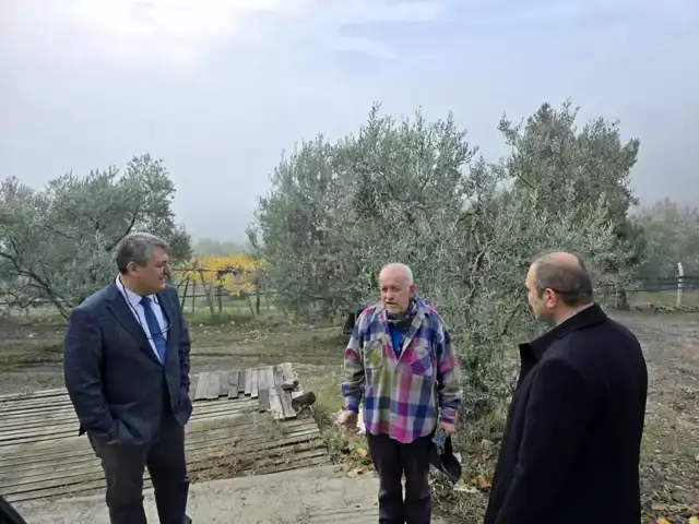 Asırlık Zeytinler Koruma Altına Alınıyor